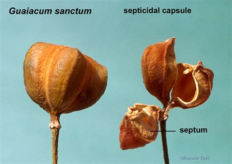 Guaiacum Sanctum Septicidal Capsule Fruit Seeds Capsule