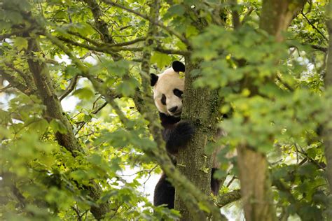 Edinburgh Zoo Reveals First Pictures Of Giant Panda Yang Guan In His