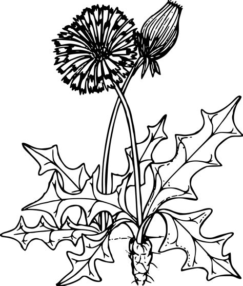 Dandelion Line Drawing At Getdrawings Free Download