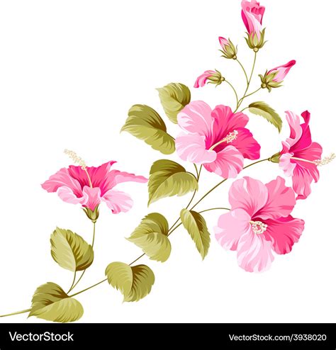 Flower Hibiscus Royalty Free Vector Image Vectorstock