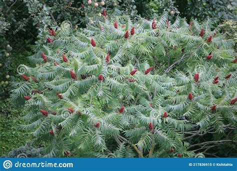 Large Sumac Shrub With Blooming Bunches On The Branches During Summer