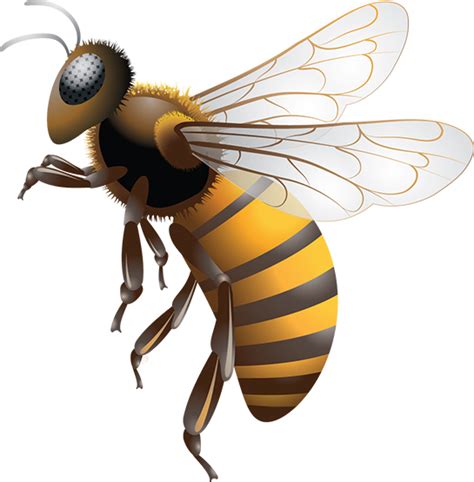 Bee Png 20 Free Cliparts Download Images On Clipground 2024