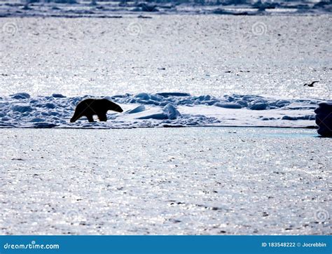 Oso Polar Caminando Sobre El Flujo De Hielo En La Silueta Foto De Archivo Imagen De Silueta