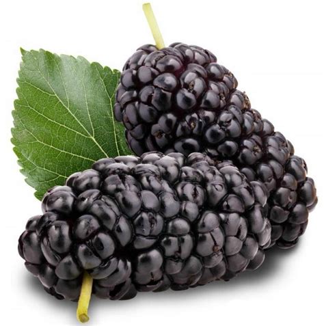 Black Mulberry Seedsblack Mulberry Seeds Morus Nigra Price For Package Of Or Seeds