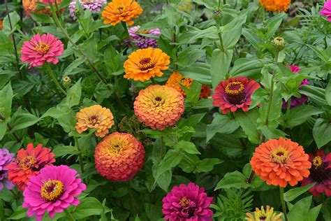 How To Grow Zinnias In Containers Gardeners Path