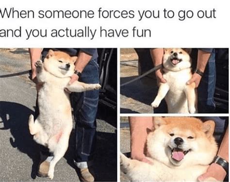 Pure Goodness Collection Of Doggo Memes In 2020 Funny Animal Pictures