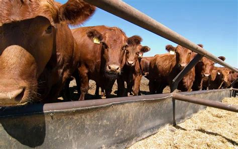 Concentrated Animal Feeding Operations Training To Be Held March 29th