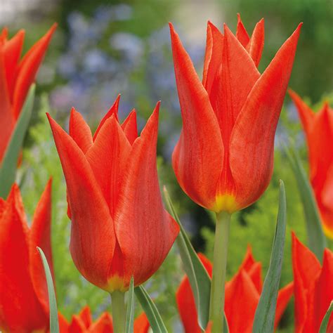 Tulip Synaeda Orange Mirror Garden