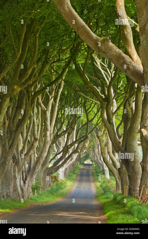 Beech Tree Lined Road Or The Dark Hedges A Location Used In The Game Of