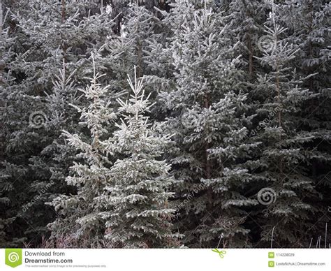 White Spruce Or Picea Glauca Covered In Hoar Frost Stock Image Image
