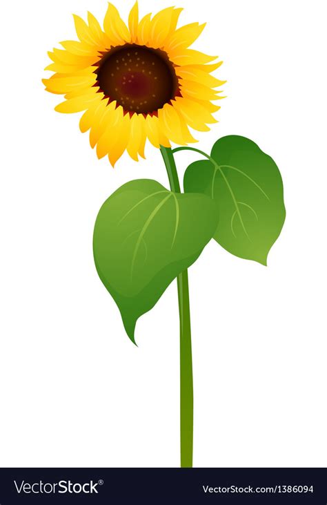 Icon Sunflower Royalty Free Vector Image Vectorstock