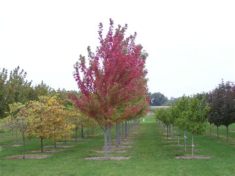 Get directions, reviews and information for stuber land design, inc. Pin by Stuber Land Design on Plant Library | Country roads ...