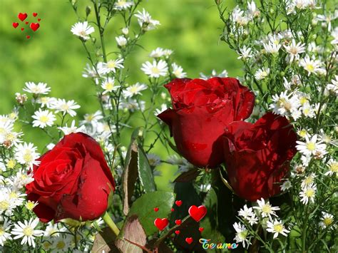 Paisajes De Amor Con Rosas Descargar Imágenes Gratis