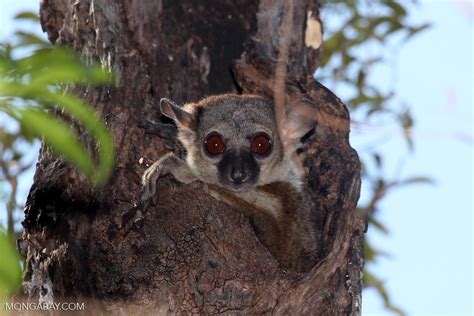 Milne Edwards Sportive Lemur Madagascarankarafantsika0189