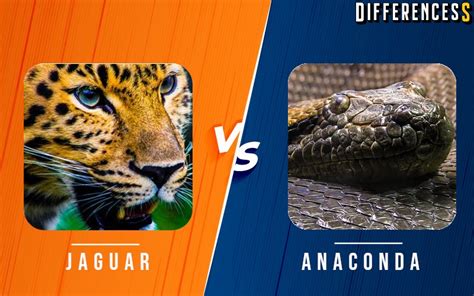 Jaguar Vs Anaconda Differences And Comparison Differencess