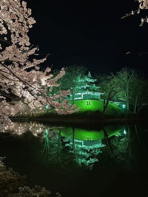 History Blossoms And Volcanoes Cherry Blossoms At Takada Castle Park