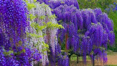 Wisteria Wallpaper 50 Images