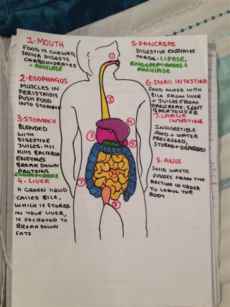 Digestive System Notes Biology Notes Study Biology Science Notes Vrogue