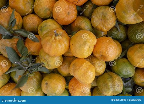 Bunch Of Mandarin Orange Stock Image Image Of Feeding 240651689