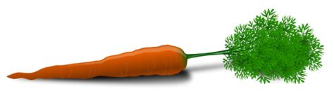 Onlinelabels Clip Art Whole Carrot