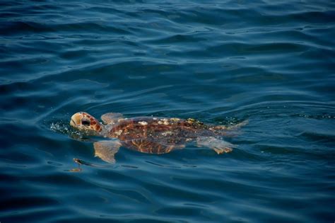 See Dolphins And Sea Turtles While Deep Sea Fishing In