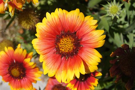Regine Heilmann Orange And Yellow Flowers Pictures A Wow Worthy List
