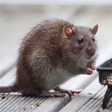 Brown Rat Wildlife Of Boyd Lake State Park · Inaturalist