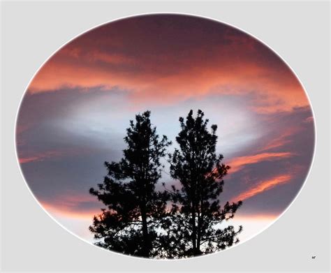 Pine Sunset Oval Photograph By Will Borden Fine Art America