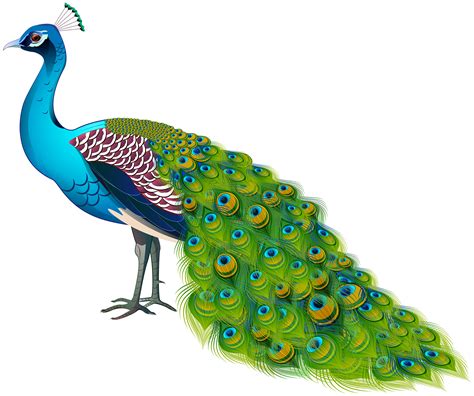 Peacock Transparent Image | Gallery Yopriceville - High-Quality Images ...