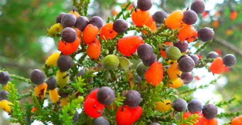 The tree must be kept in full sunlight in the summer. Amazing Multi-Colored Tree Produces 40 Kinds of Fruits