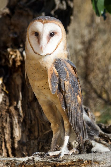 Innocence And Hope A Female Barn Owl Is Seen Sitting On A Flickr