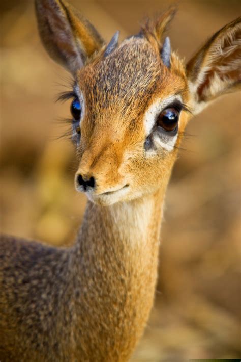 Cute Baby Antelope Free Images At Vector Clip Art Online