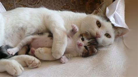Smile For The Day Momma Cats Hug And Kiss Their Kittens Life With Cats