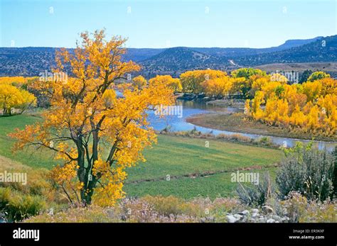 Cottonwood Trees Turn Autumn Gold Hi Res Stock Photography And Images
