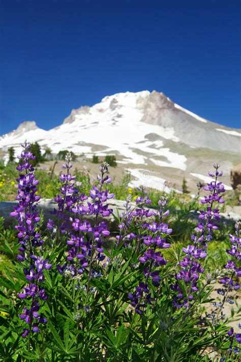 Mountain Violet Lupine Flowers Stock Image Image Of Nature Meadow