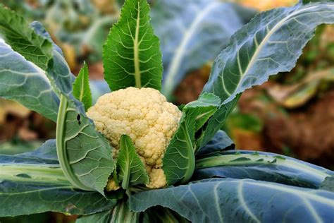 Harvesting And Storing Cauliflower Plantura