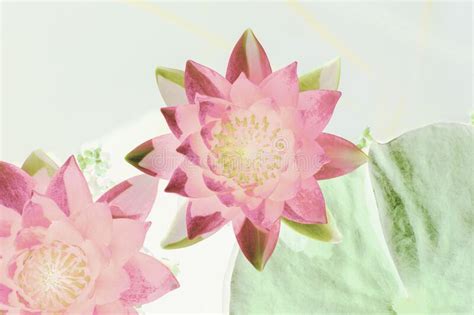 Art Of The Beautiful Pink Water Lily Or Lotus Flower Stock Photo