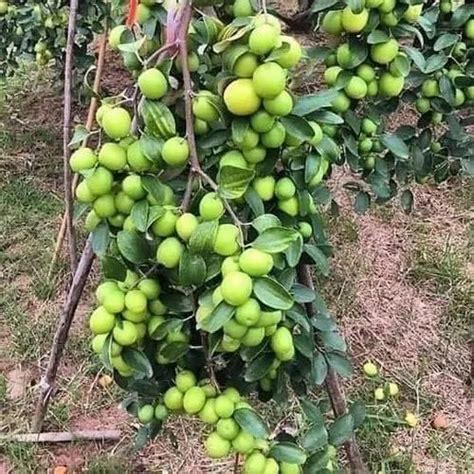 Green Taiwan Apple Ber Plant For Fruits At Rs 30piece In North 24 Parganas Id 23992242262