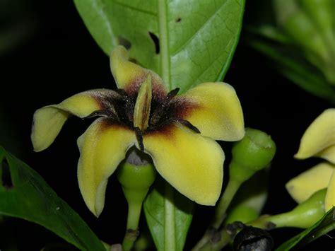 Genipa Americana L Vascular Plants Of The Osa Peninsula Flickr