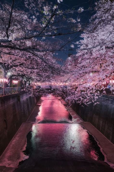 Night Cherry Blossom By Kenji Eda 500px Cherry Blossom Wallpaper
