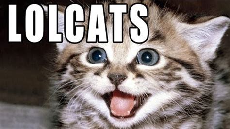 Lolcats Image Gallery List View Know Your Meme