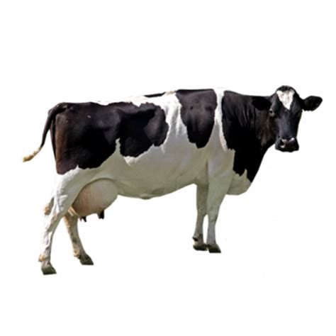 Black White Cow Png Image Purepng Free Transparent Cc0 Png Image