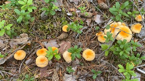 How To Tell Chanterelle And False Chanterelle Apart