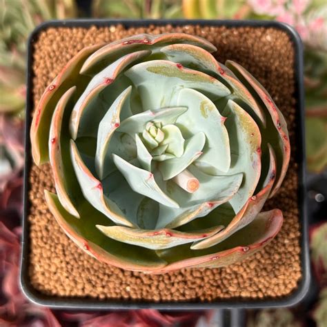 Echeveria Secunda Hybrid 3 Succulent Plant True Succulents Plant Co