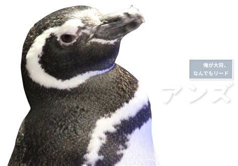 すみだ水族館の「推しペン診断」あなたの性格を診断し、あなたにオススメのペンギンを見つけます！