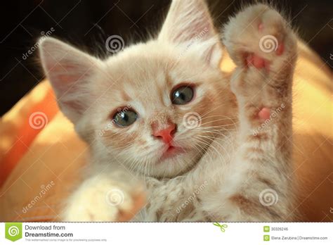 incredible compilation of over 999 adorable kitten pictures captivating collection of full 4k