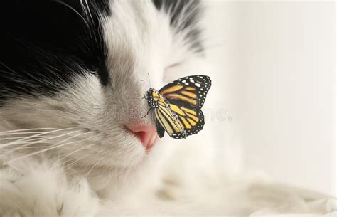Closeup View Of Cute Cat And Butterfly On Background Stock Image