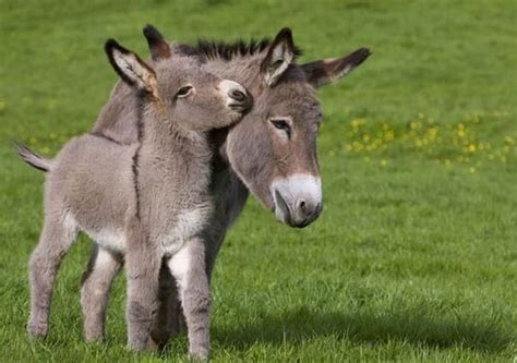 Adorable Baby Donkeys That Are So Cute They Ll Become Your New