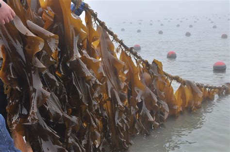 Ocean Acidification Will Increase The Iodine Content Of Seaweeds And