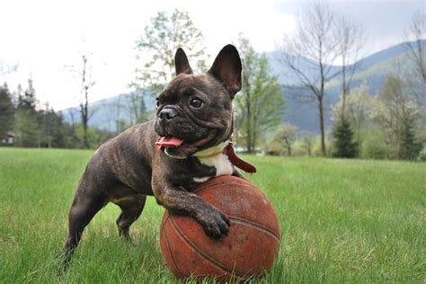 Join millions of people using oodle to find puppies pet only. Französische Bulldogge - alles Wissenswerte zur Hunderasse ...